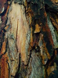 Close-up of tree trunk