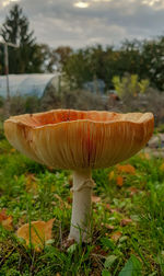 Close-up of mushroom on field