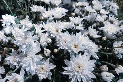 Close-up of white flowering plants