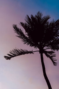 Low angle view of silhouette coconut palm tree against sky