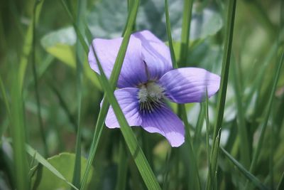 Purple violet in the grass