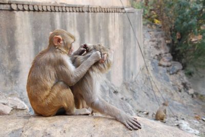 Close-up of monkeys sitting on retaining wall