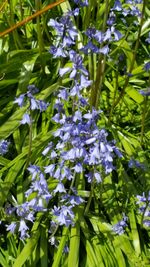 Close-up of purple flowers