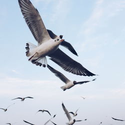 Low angle view of seagulls flying against sky