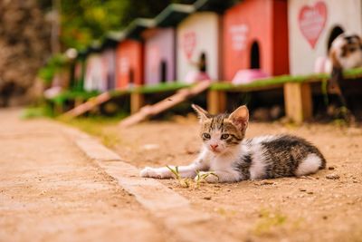 Close-up of cat with beach huts in background