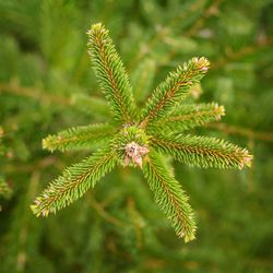 Close-up of fresh plant