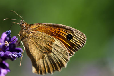 Meadow brown butterfly, maniola jurtina, on lavender blossom