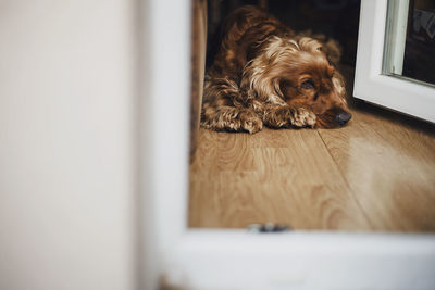 English cocker spaniel resting on hardwood floor