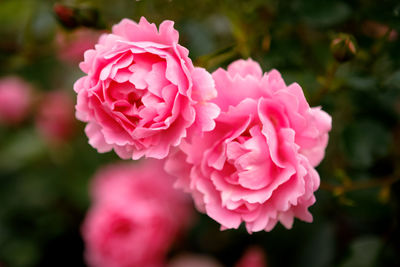 Close-up of pink rose blooming outdoors