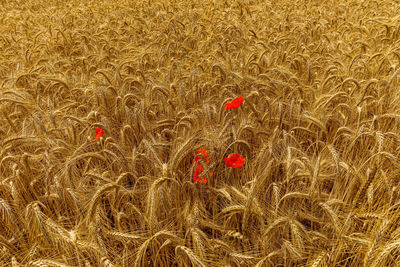 Close-up of wheat growing on field