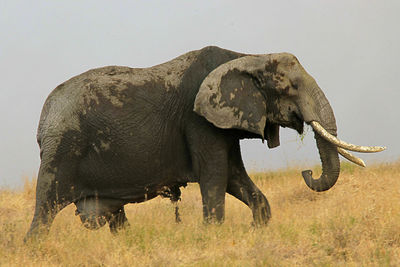 Side view of a pregnant elephant in a field