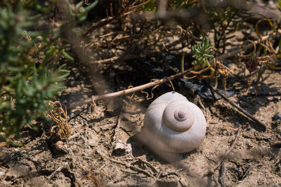 High angle view of snail on plant