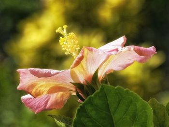 Close-up of pink hibiscus blooming outdoors