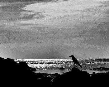 Low angle view of bird perching on sea against sky