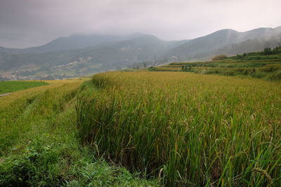 Scenic view of field against sky