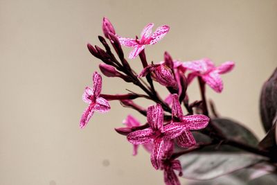 Close-up of pink flowering plant