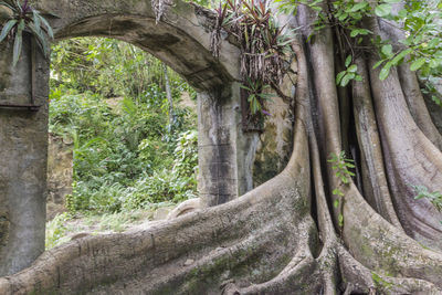 Trees growing in forest