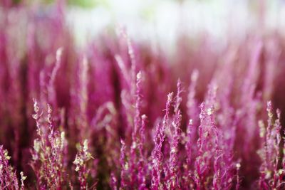 Close-up of purple  flowering plant