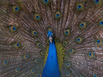 Full frame shot of peacock