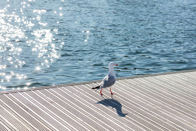 High angle view of seagull perching on sea