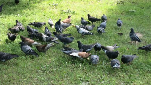 Birds on grassy field