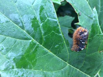 Close-up of insect on leaf