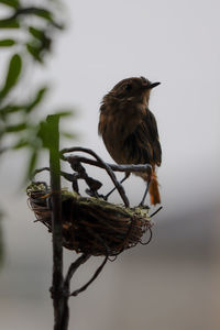 Bird perching on a branch