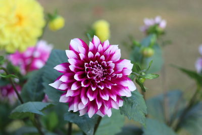 Close-up of pink flower