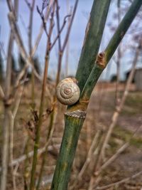 Close-up of snail on tree