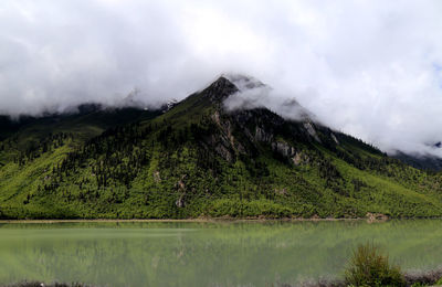 Scenic view of forest against sky