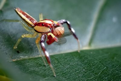 Close-up of insect on leaf