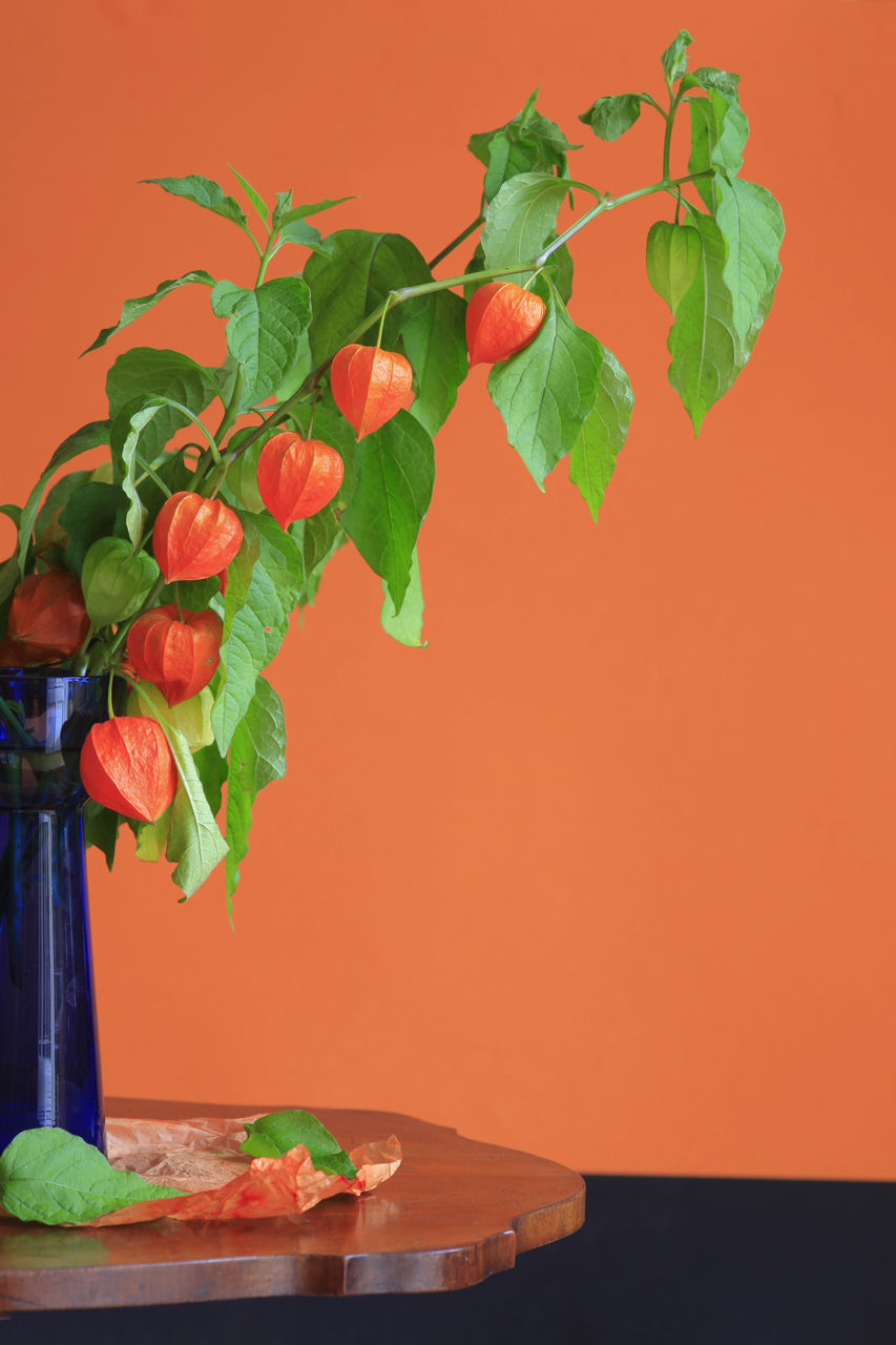 CLOSE-UP OF RED ROSE IN VASE AGAINST ORANGE WALL