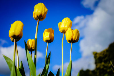 Low angle view of yellow tulips against sky