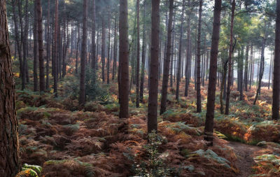 Pine trees in forest