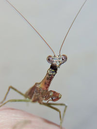 Close-up of insect on finger