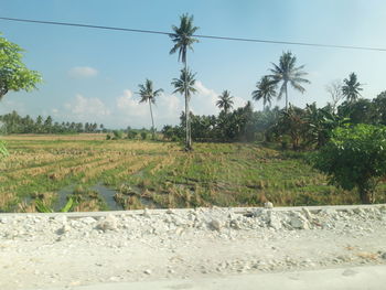 Scenic view of palm trees on field against sky