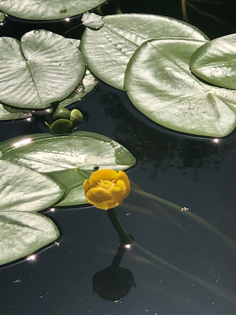 HIGH ANGLE VIEW OF YELLOW WATER LILY ON LEAVES