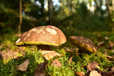 Close-up of mushroom growing on field