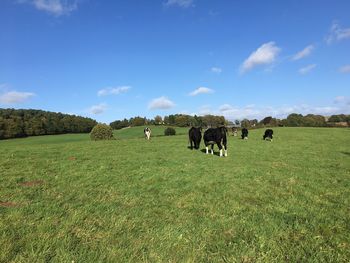 Cows grazing on field against sky