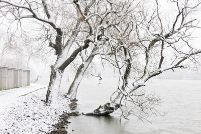Bare trees covered in snow on riverbank, göta Älv, sweden