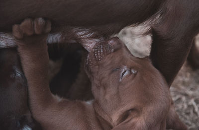 Close-up of dog