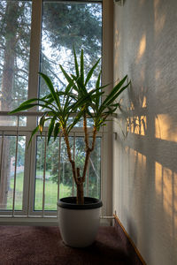 plant