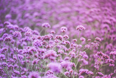 Close-up of pink flowering plants on field