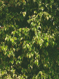 Full frame shot of fresh green plants