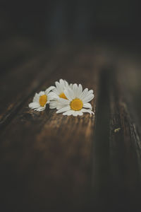 Close-up of white daisy flowers on table