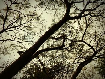 Low angle view of bare trees against sky