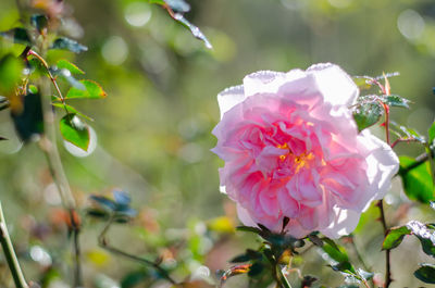 Close-up of pink flowering plant