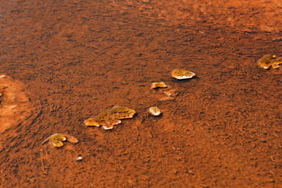 Close-up of snake on wet land