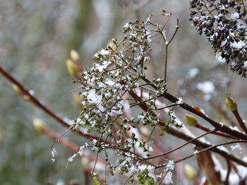 Close-up of flowers growing on tree