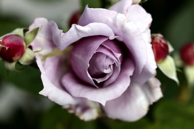 Close-up of pink rose